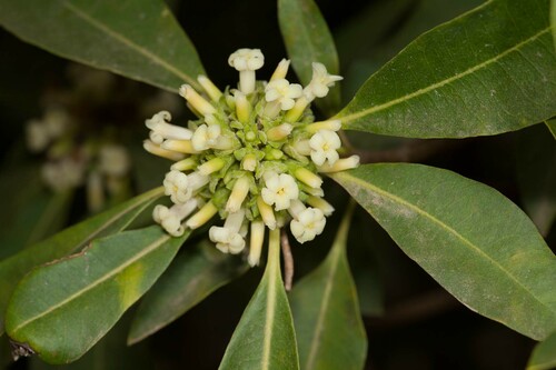 Pittosporum simsonii observed 2019-10-09
