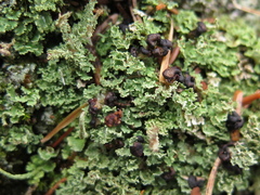 Tremella cladoniae