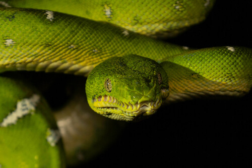 Amazon Basin Emerald Tree Boa