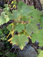Acer glabrum