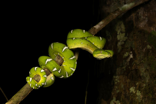 Amazon Basin Emerald Tree Boa