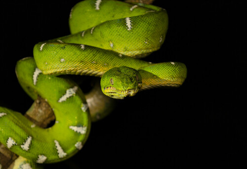Amazon Basin Emerald Tree Boa