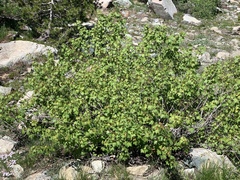 Acer glabrum