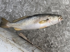 Cynoscion arenarius