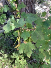 Acer glabrum