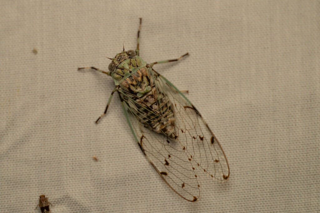 Proarna grisea