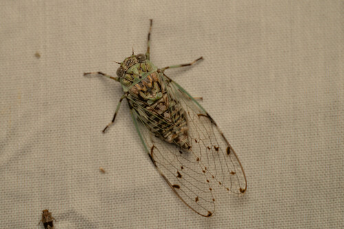 Proarna grisea