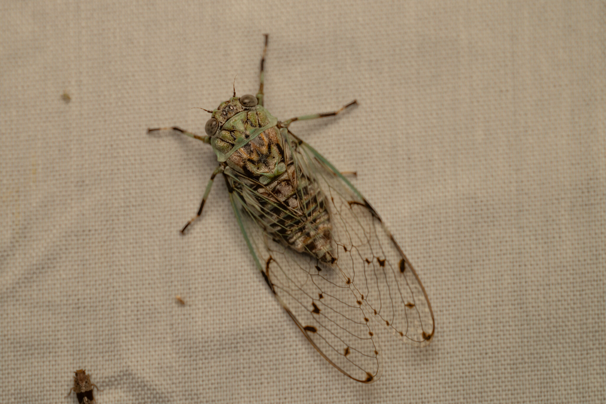 Proarna grisea