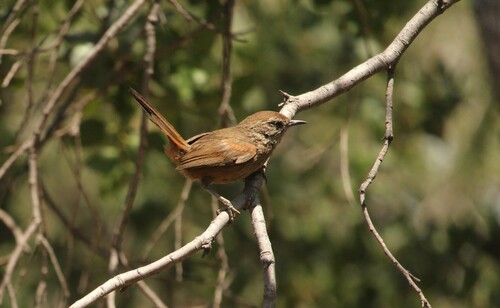 Dusky-tailed Canastero (Pseudasthenes humicola), photo 3