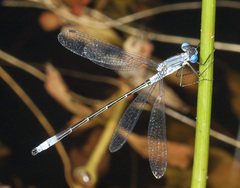 Lestes forcipatus