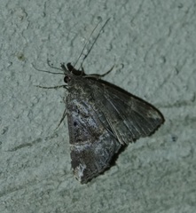 Hypena minualis