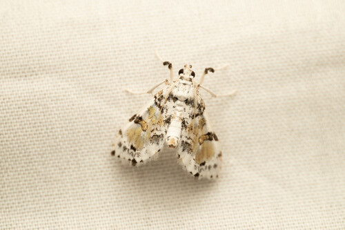Proleucinodes