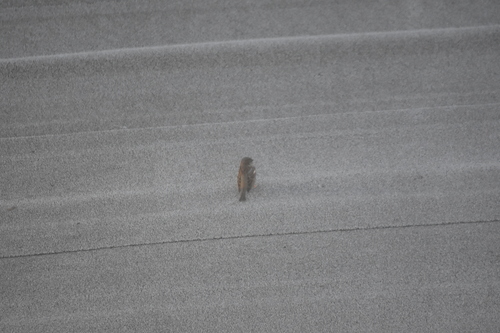 House Sparrow photographed in Hawaii
