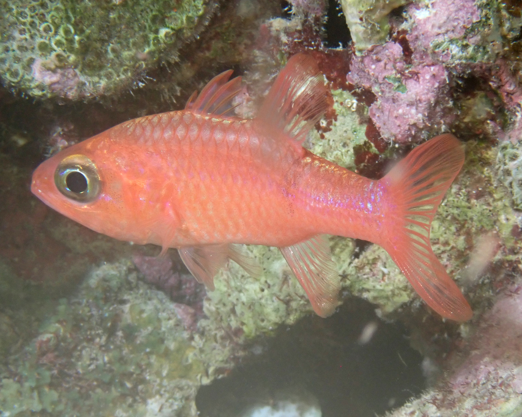 Pale cardinalfish (Apogon planifrons) — Apogonidae