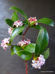Daphne odora