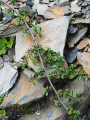 Cotoneaster morrisonensis, photograph author not stated, no rights reserved