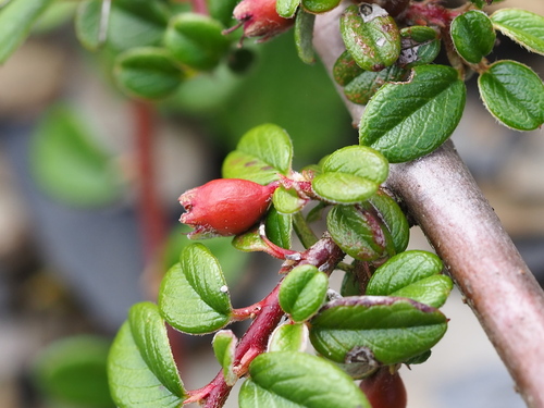 Cotoneaster morrisonensis, photograph 4