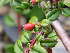 Cotoneaster morrisonensis, photograph author not stated, no rights reserved