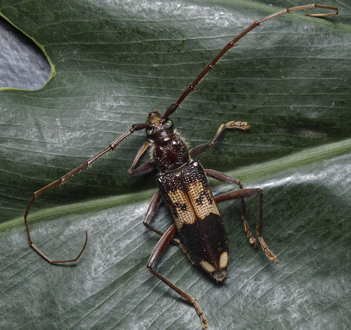 Phoracantha semipunctata (Fabricius, 1775)