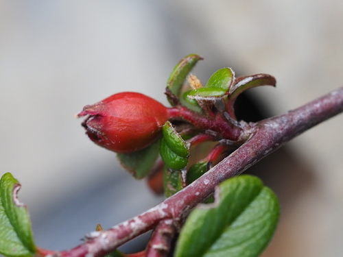 Cotoneaster morrisonensis, photograph 2