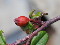 Cotoneaster morrisonensis, photograph author not stated, no rights reserved