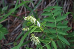 Hedysarum sulphurescens