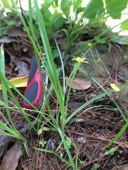 Hypoxis mexicana