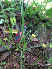 Hypoxis mexicana