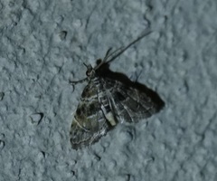 Microphysetica hermeasalis
