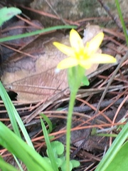 Hypoxis mexicana
