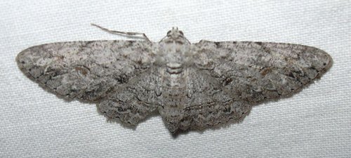Kiawe Moth