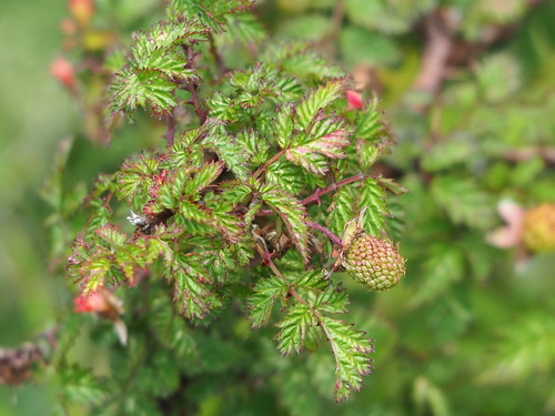 Image of Rubus pungens by no rights reserved