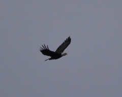 Haliaeetus leucocephalus washingtoniensis