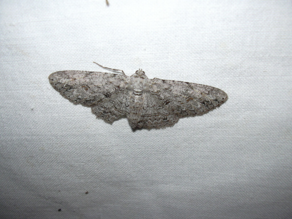 Kiawe Moth