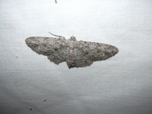 Kiawe Moth