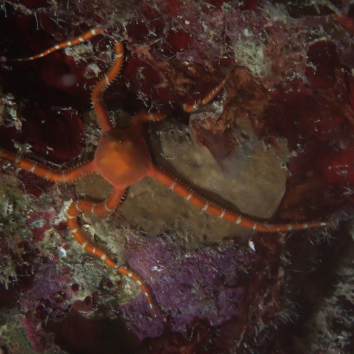 Ophioderma rubicundum observed 2024-12-01