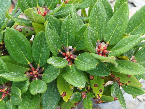 Image of Rhododendron pseudochrysanthum by no rights reserved