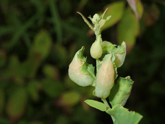 Dasineura salicifoliae