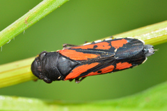 Oncometopia rufipennis