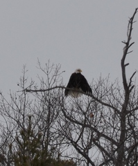 Haliaeetus leucocephalus washingtoniensis