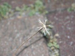 Crepis foetida
