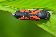 Oncometopia rufipennis