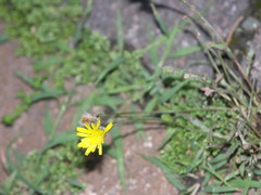 Crepis foetida