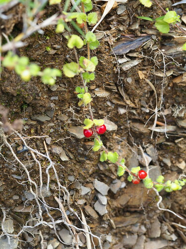 Image of Hemiphragma heterophyllum by no rights reserved