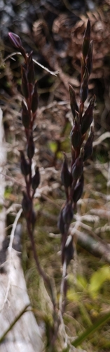 Image of Thelymitra hatchii by (c) Jonas Sielenkämper, some rights reserved (CC BY)