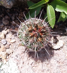 Coryphantha clavata stipitata
