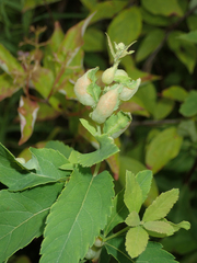 Dasineura salicifoliae