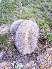 Echinofossulocactus ochoterenaus