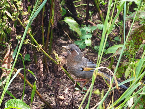 White-whiskered Laughingthrush (Trochalopteron morrisonianum), photo 10