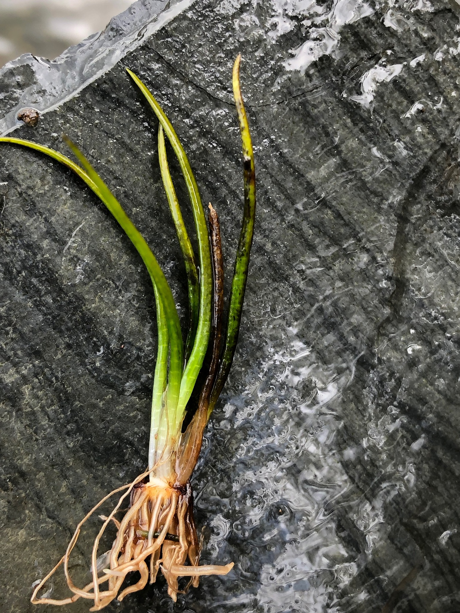 Isoetes tennesseensis